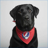 Black dog wearing a red bandana with a Grateful Dead logo on a gray background
